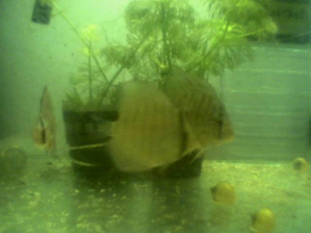 Leto stare slike diskusov, ki so zdaj mnogo večji