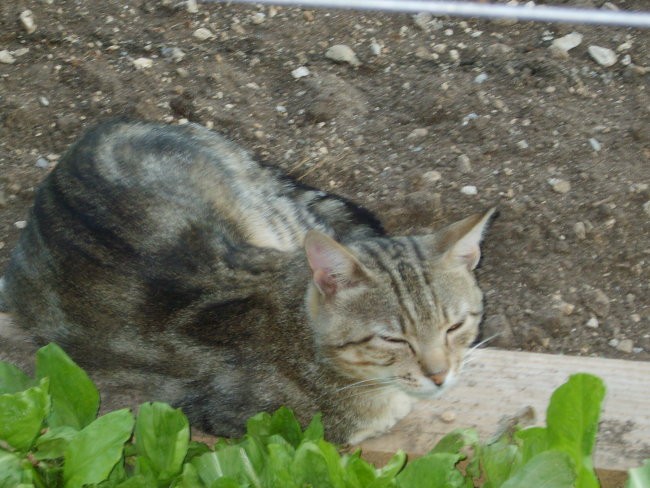 Berto - foto povečava