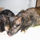 Krasna pisana muca, stara 4 mesece, sterilizirana, išče dom! 041 798 233