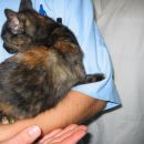 Krasna pisana muca, stara 4 mesece, sterilizirana, išče dom! 041 798 233