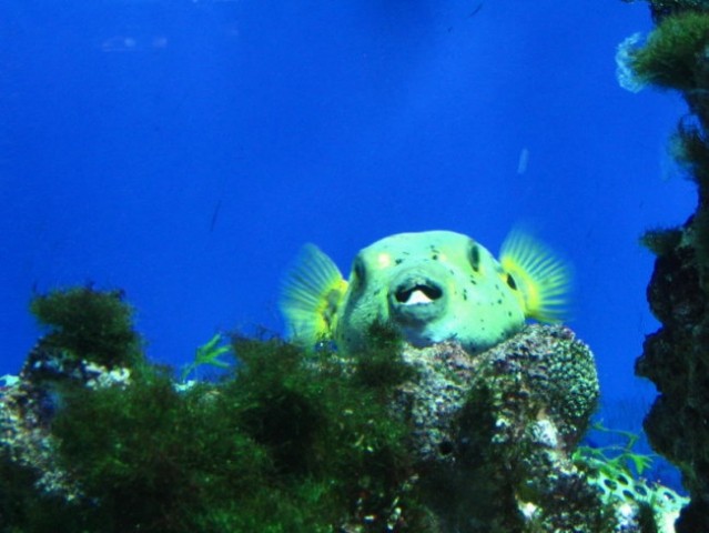 Oceanografski muzej, Monte Carlo