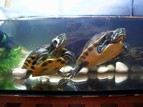 Fehta in Tapko, želvici - foto povečava
