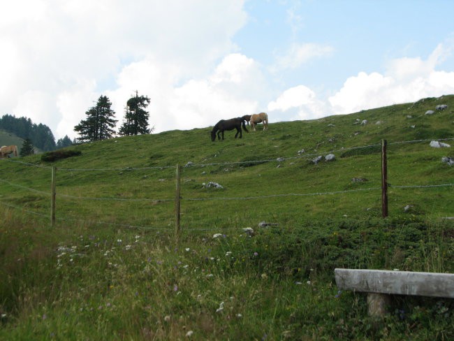 BO02.08.2008 - foto povečava