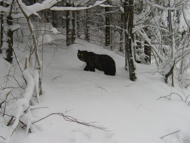 Nanos 25.2.2004 - foto povečava