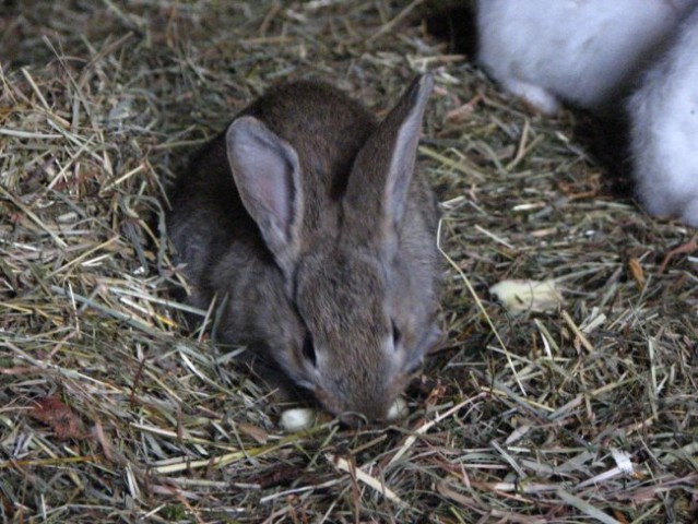 Zajčki - foto