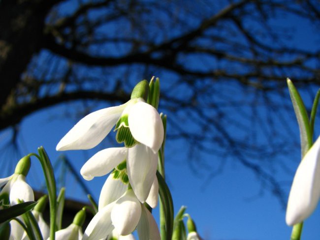 Narava februar 2007 - foto povečava