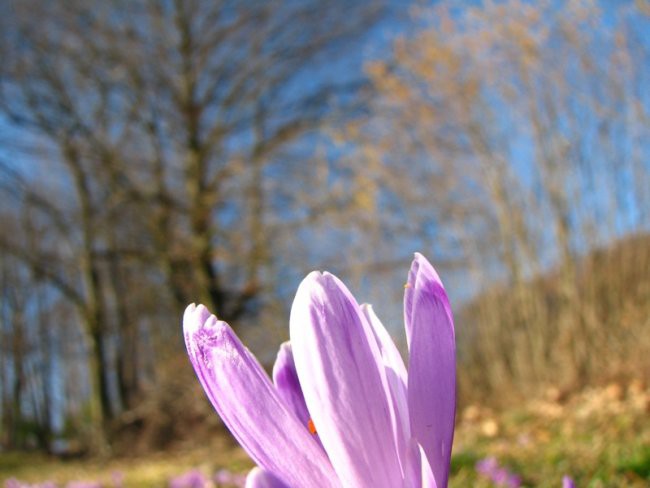 Narava februar 2007 - foto povečava