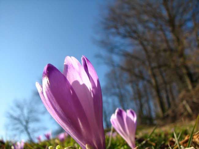 Narava februar 2007 - foto povečava