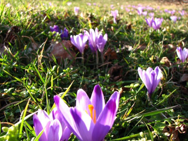 Narava februar 2007 - foto povečava