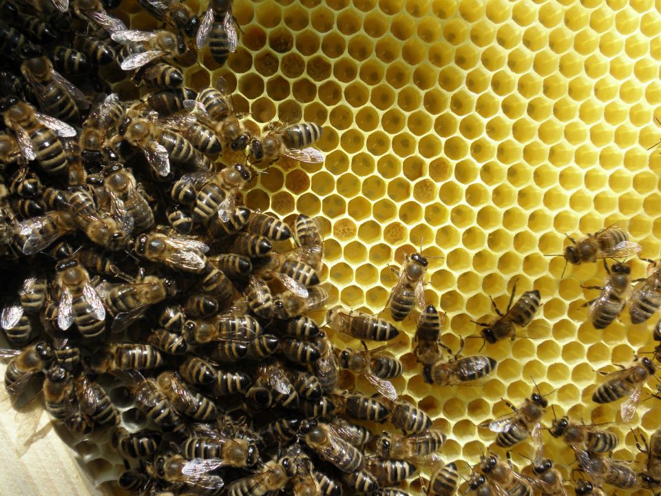 čebele - foto povečava