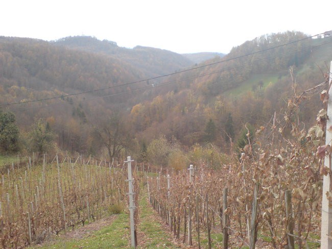 Od tle pride Cviček.