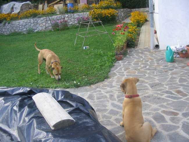 Moj pesko staford - foto povečava