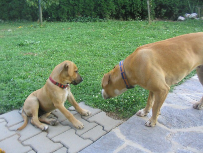 Moj pesko staford - foto povečava