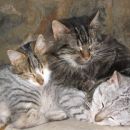 Grožnjan cats