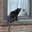 NY cats