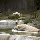 NY BronxZoo