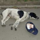 Beograd 05