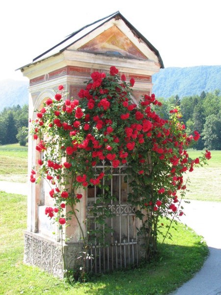 Kapelica na kateri se bohotijo vrtnice