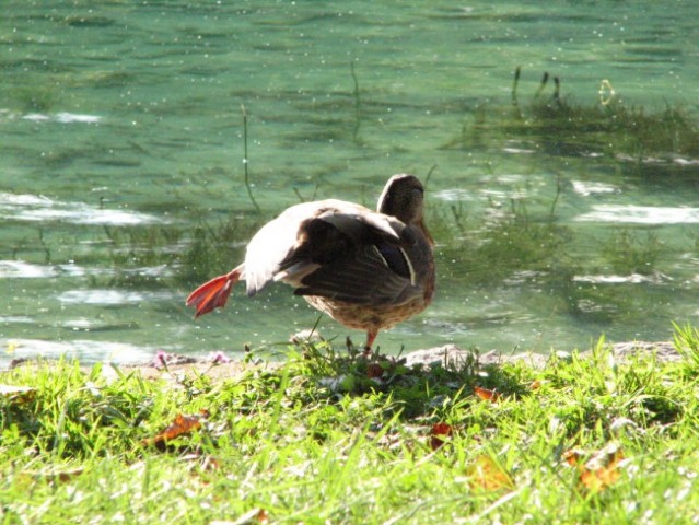 Šobec - foto