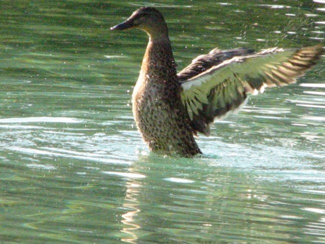 Šobec - foto povečava