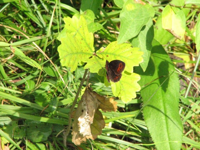 Šobec - foto povečava