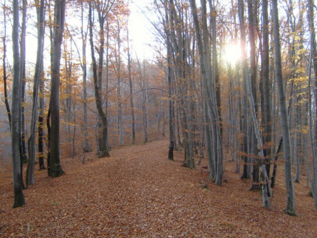 Jesen v gozdu