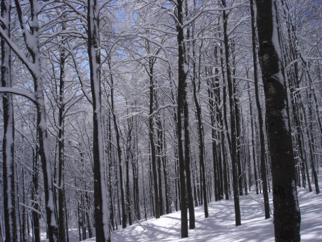 Snežnik 2006 - foto