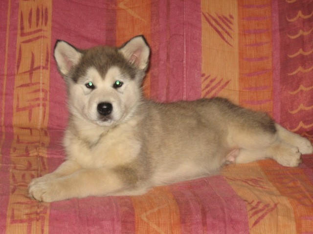 Kiwidinook 25.1.2006