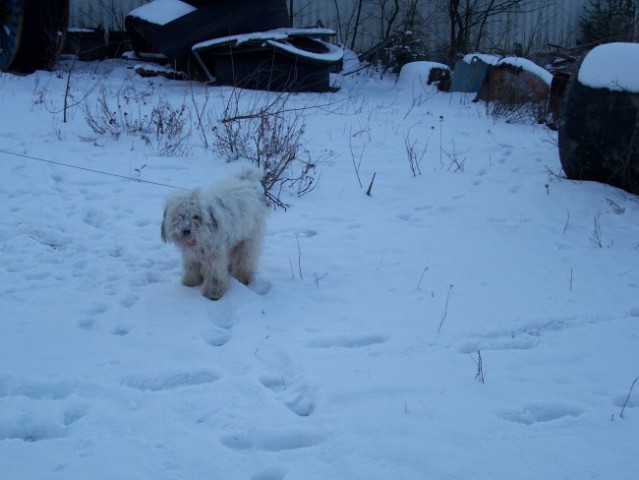 Sami v snegu  1.1.2008