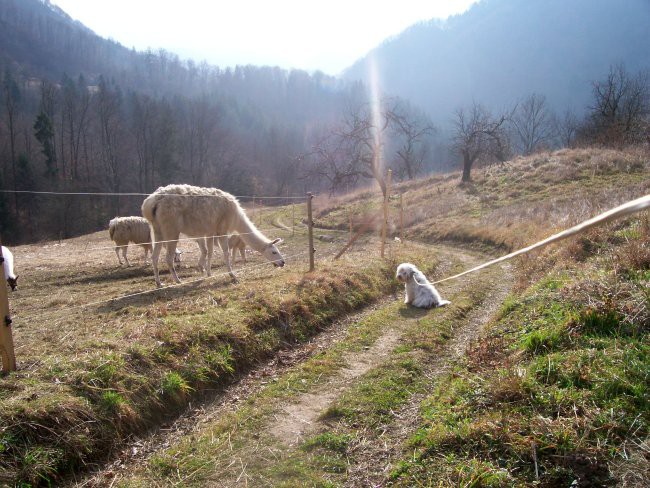 Tisa in lame - foto povečava