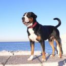 CEZAR-Veliki švicarski planšarski pes