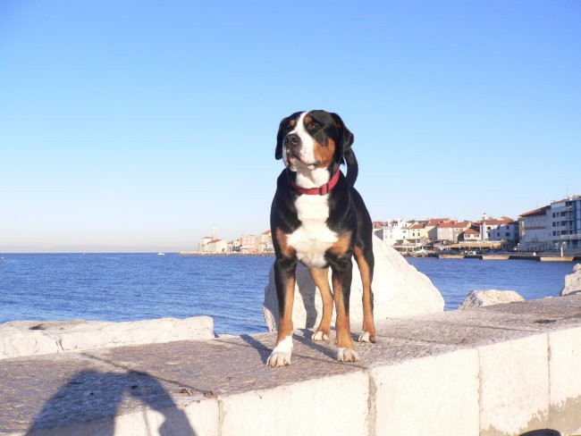 CEZAR-Veliki švicarski planšarski pes - foto povečava