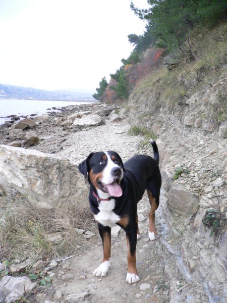 CEZAR-Veliki švicarski planšarski pes - foto povečava