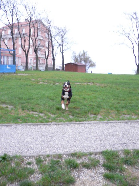CEZAR-Veliki švicarski planšarski pes - foto