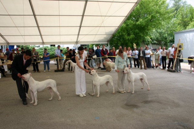 Eurodog Tulln - 05.06.2005 - foto