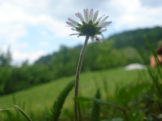 JANČE-ROŠCE  - foto povečava