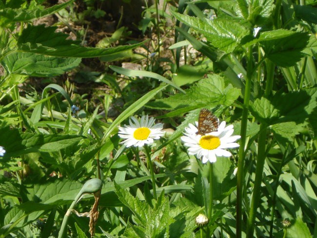 JANČE-ROŠCE  - foto povečava