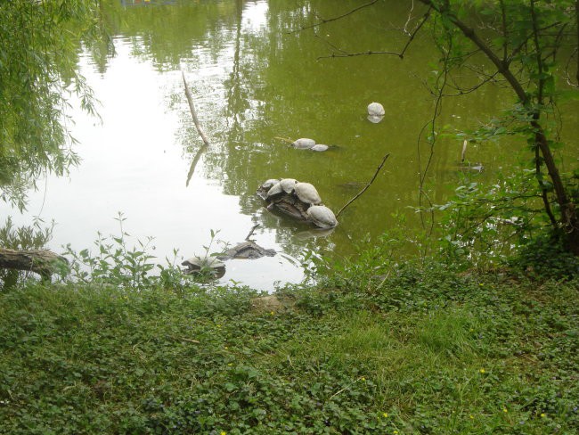 ŽIVALSKI VRT- 2.5. 2007 - foto povečava