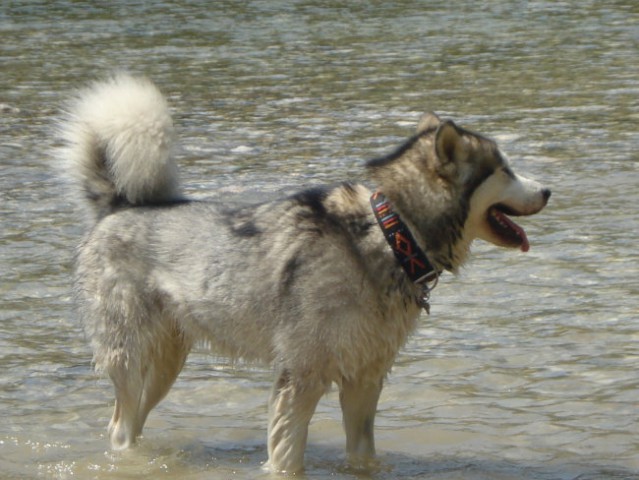 6. PESJANARSKO SREČANJE, KRANJ, 24.6.2007 - foto