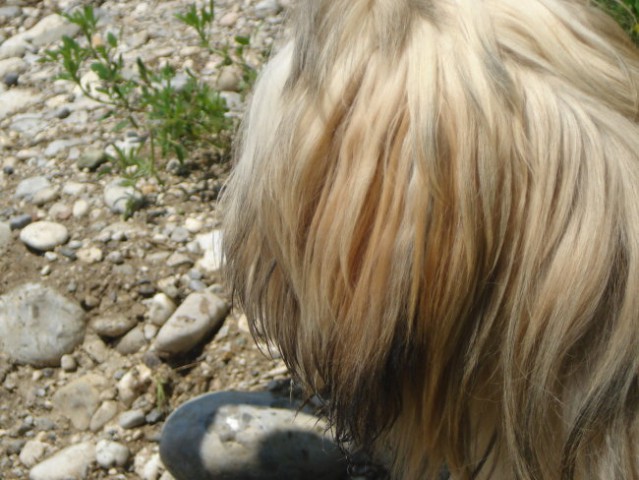 6. PESJANARSKO SREČANJE, KRANJ, 24.6.2007 - foto