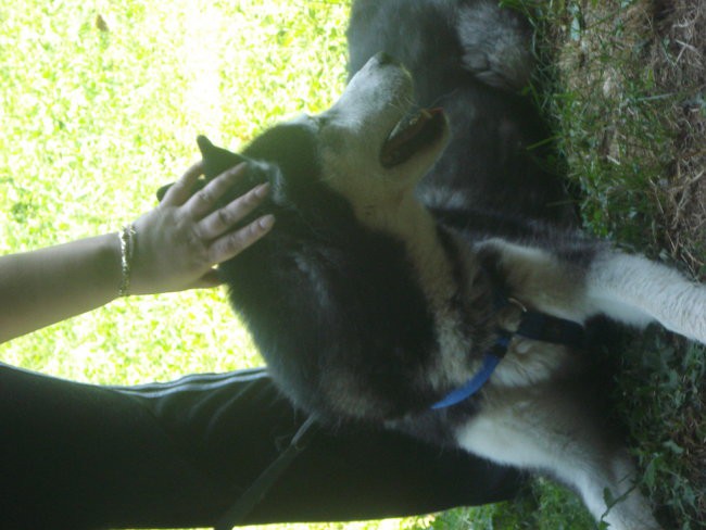 6. PESJANARSKO SREČANJE, KRANJ, 24.6.2007 - foto povečava