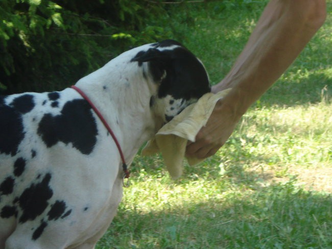 6. PESJANARSKO SREČANJE, KRANJ, 24.6.2007 - foto povečava