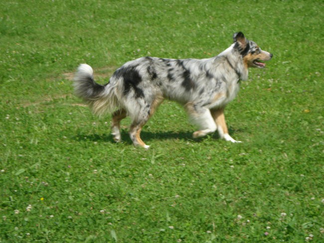 6. PESJANARSKO SREČANJE, KRANJ, 24.6.2007 - foto povečava