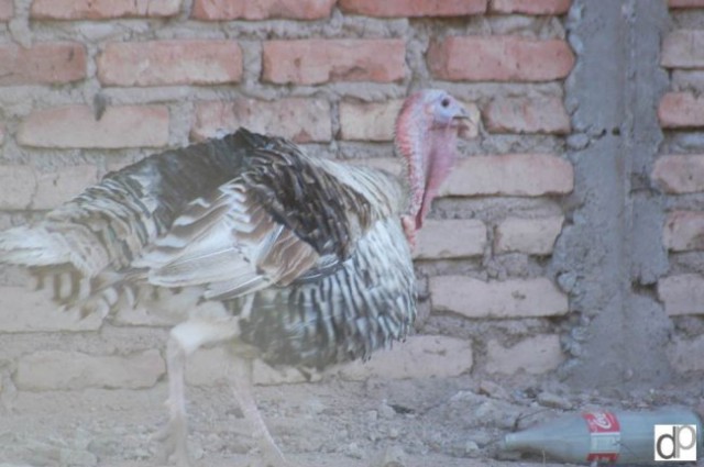 Kraški Ovčarji - Argentina - foto