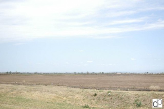Kraški Ovčarji - Argentina - foto