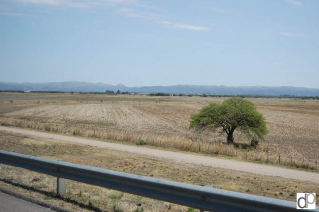 Kraški Ovčarji - Argentina - foto