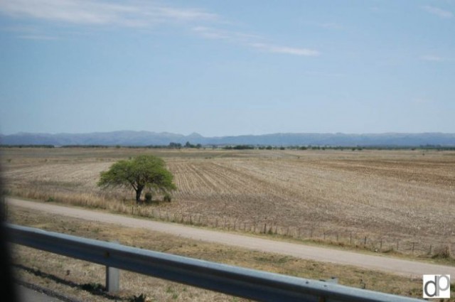 Kraški Ovčarji - Argentina - foto