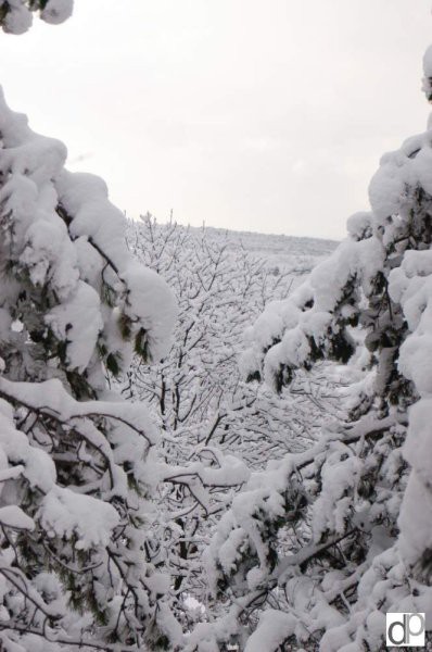Sneg v Repnu 29. 12. 2005 - foto povečava