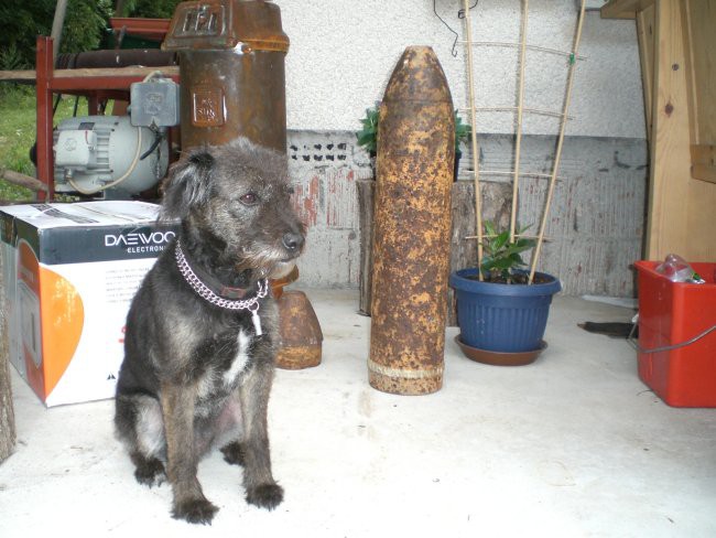 Slike jesenice - foto povečava