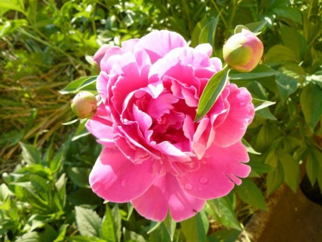 Rože 08 - foto